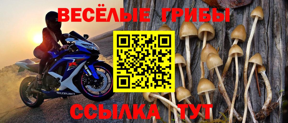 Псилоцибиновые грибы Psilocybine cubensis Партизанск